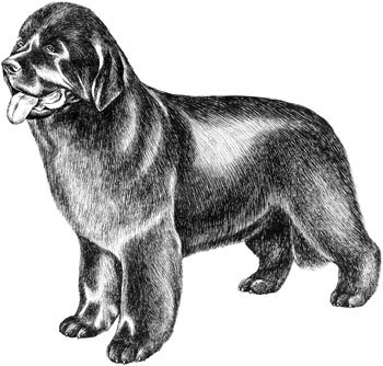 Дрессировка собак. Теория и практика - i_008.jpg