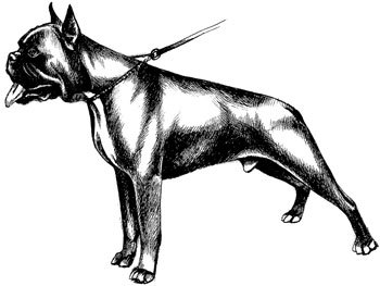 Дрессировка собак. Теория и практика - i_012.jpg