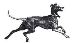 Охотничьи собаки: Полная энциклопедия - i_001.jpg