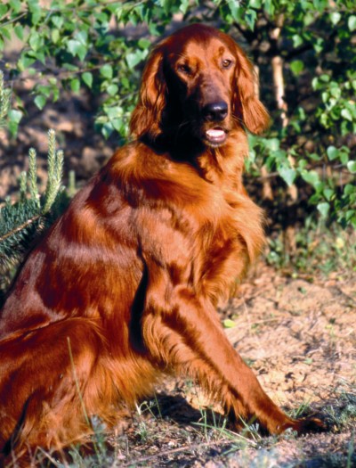 Охотничьи собаки: Полная энциклопедия - i_017.jpg