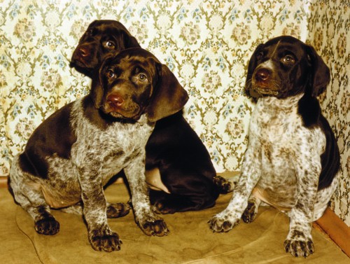 Охотничьи собаки: Полная энциклопедия - i_034.jpg