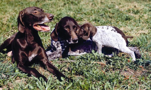 Охотничьи собаки: Полная энциклопедия - i_046.jpg