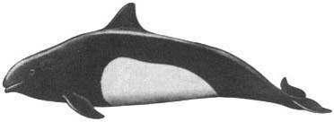 Кит - doc2fb_image_0200002E.jpg