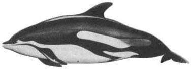 Кит - doc2fb_image_02000032.jpg