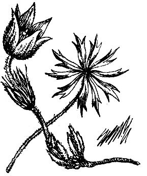 Родники здоровья - _5.jpg