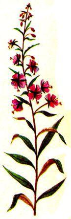 Лесной огород - doc2fb_image_0200002A.jpg