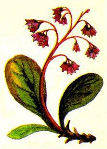 Лесной огород - doc2fb_image_02000061.jpg