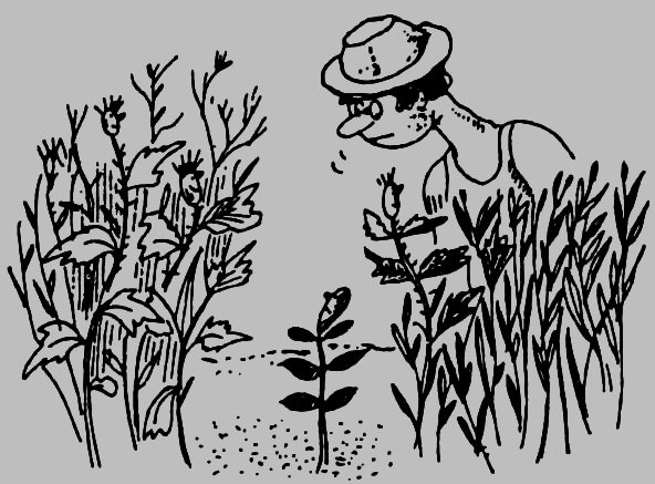 В Сибири - всегда с овощами - image003.png