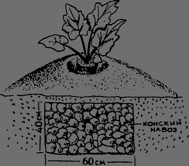 В Сибири - всегда с овощами - image037.png