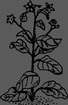 В Сибири - всегда с овощами - image073.png