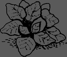 В Сибири - всегда с овощами - image075.png