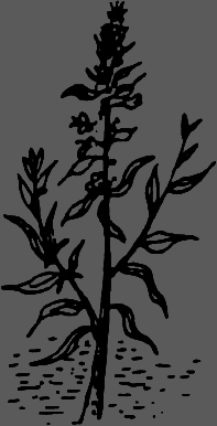 В Сибири - всегда с овощами - image095.png