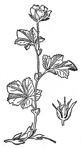 По тундрам, лесам, степям и пустыням - _11.jpg