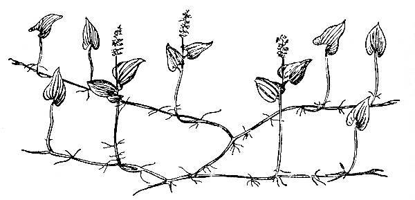 По тундрам, лесам, степям и пустыням - _23.jpg