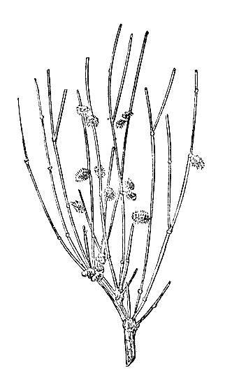 По тундрам, лесам, степям и пустыням - _90.jpg