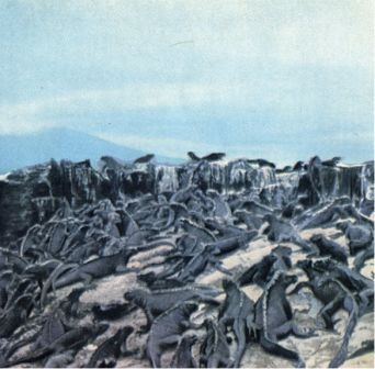 Зачарованные острова Галапагосы - doc2fb_image_02000014.jpg