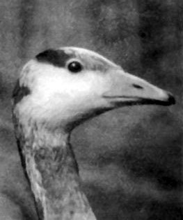 Неведомый Памир - doc2fb_image_02000012.jpg