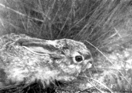 Неведомый Памир - doc2fb_image_02000013.jpg