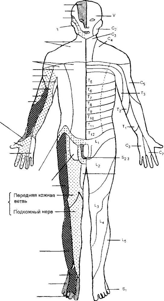 Оксфордский справочник для клиницистов - _96.jpg