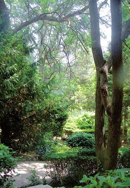 Целебные растения - i_001.jpg