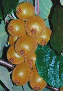 Целебные растения - i_020.jpg