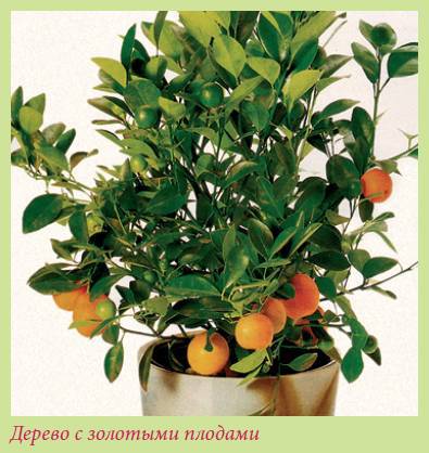 Плодоносящие растения - i_001.jpg