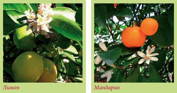 Плодоносящие растения - i_002.png