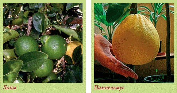 Плодоносящие растения - i_003.png