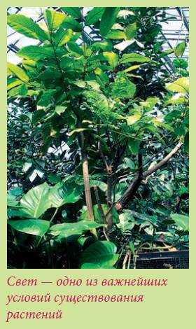 Плодоносящие растения - i_004.jpg