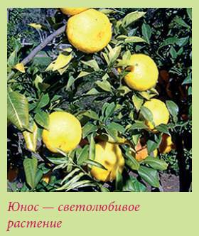 Плодоносящие растения - i_006.jpg