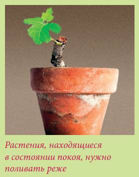 Плодоносящие растения - i_012.jpg