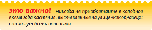 Плодоносящие растения - i_014.png