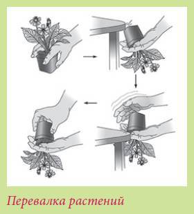 Плодоносящие растения - i_021.jpg