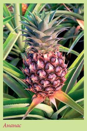 Плодоносящие растения - i_034.jpg