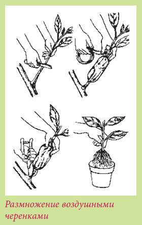 Плодоносящие растения - i_036.jpg
