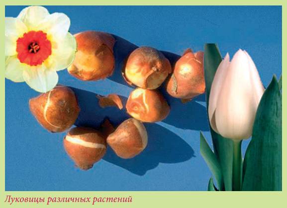 Луковичные растения - i_022.jpg