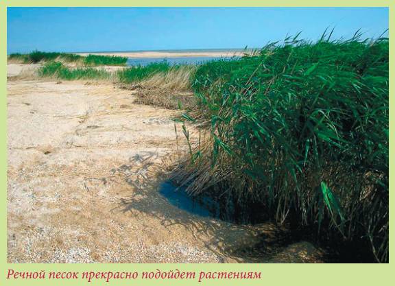 Луковичные растения - i_039.jpg