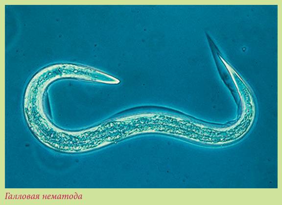 Луковичные растения - i_043.jpg