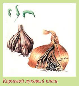 Луковичные растения - i_044.jpg