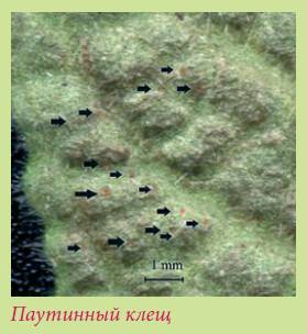 Луковичные растения - i_046.jpg