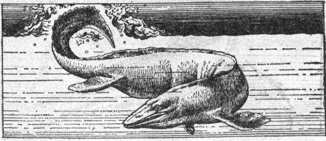 Вымершие и вымирающие виды - i_017.jpg