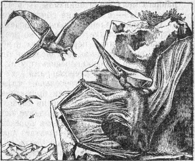 Вымершие и вымирающие виды - i_019.jpg