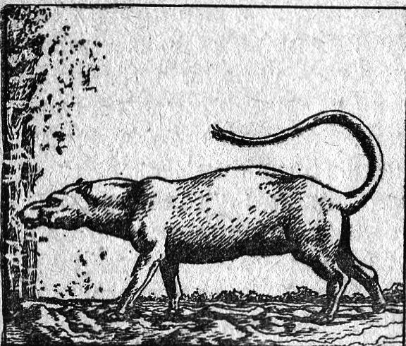 Вымершие и вымирающие виды - i_020.png