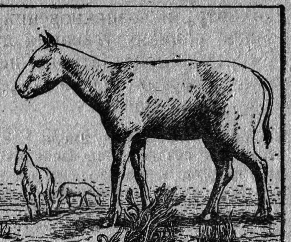 Вымершие и вымирающие виды - i_023.png