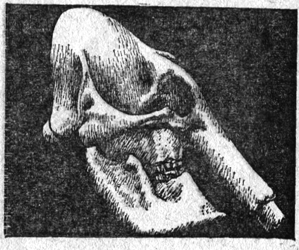 Вымершие и вымирающие виды - i_029.png