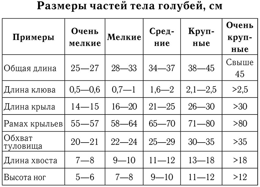 Голуби - _009.jpg