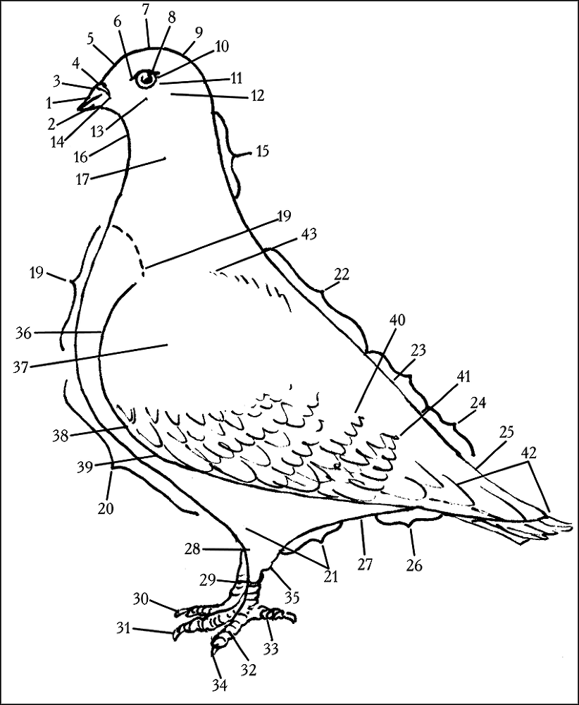 Голуби - _1.png