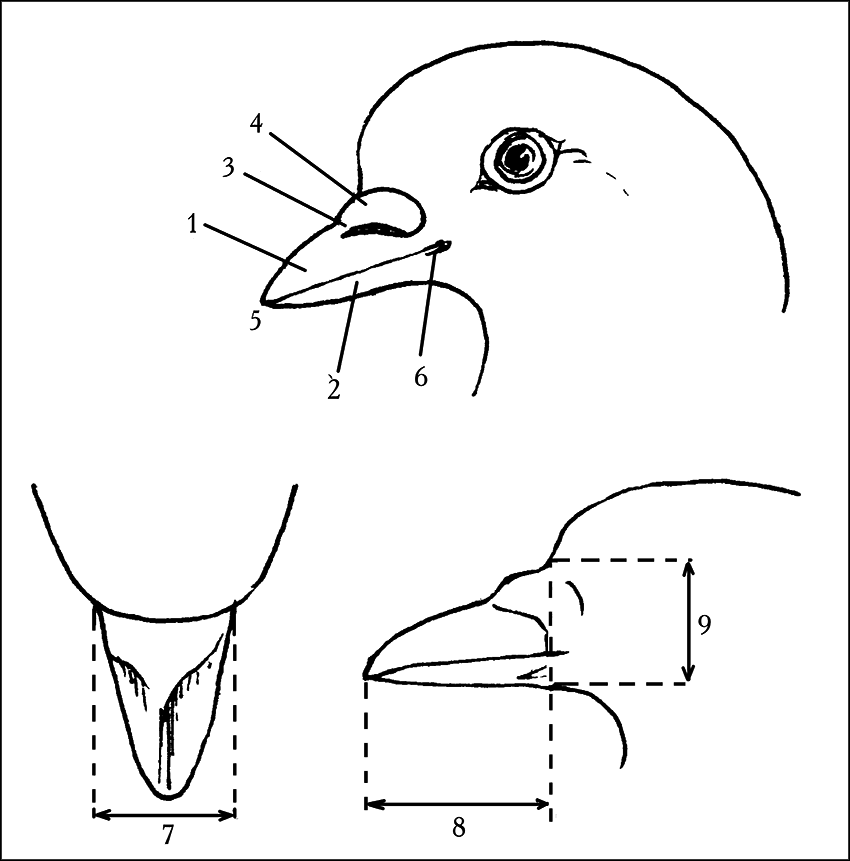 Голуби - _3.png