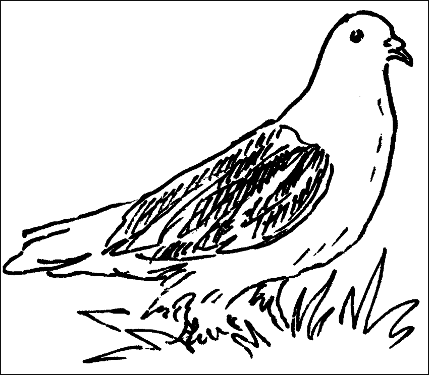 Голуби - _14.png