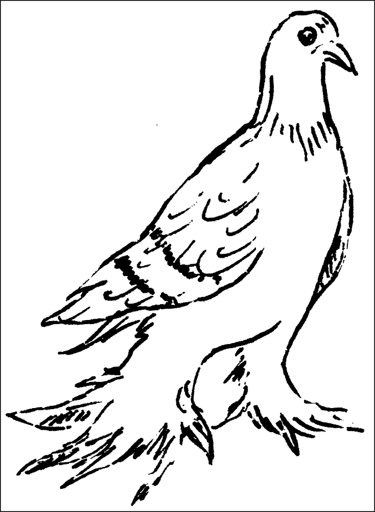 Голуби - _18.png